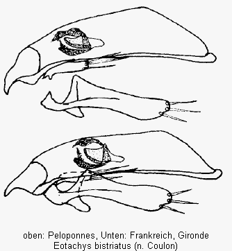 eotachys_bistriatus.gif