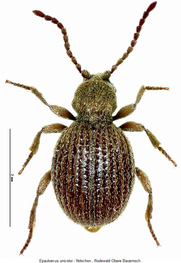epauloecus_unicolor_hab.jpg