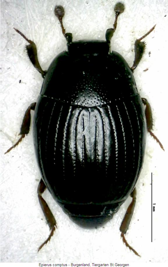 epierus_comptus_hab.jpg