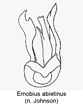 ernobius_abietinus1.gif