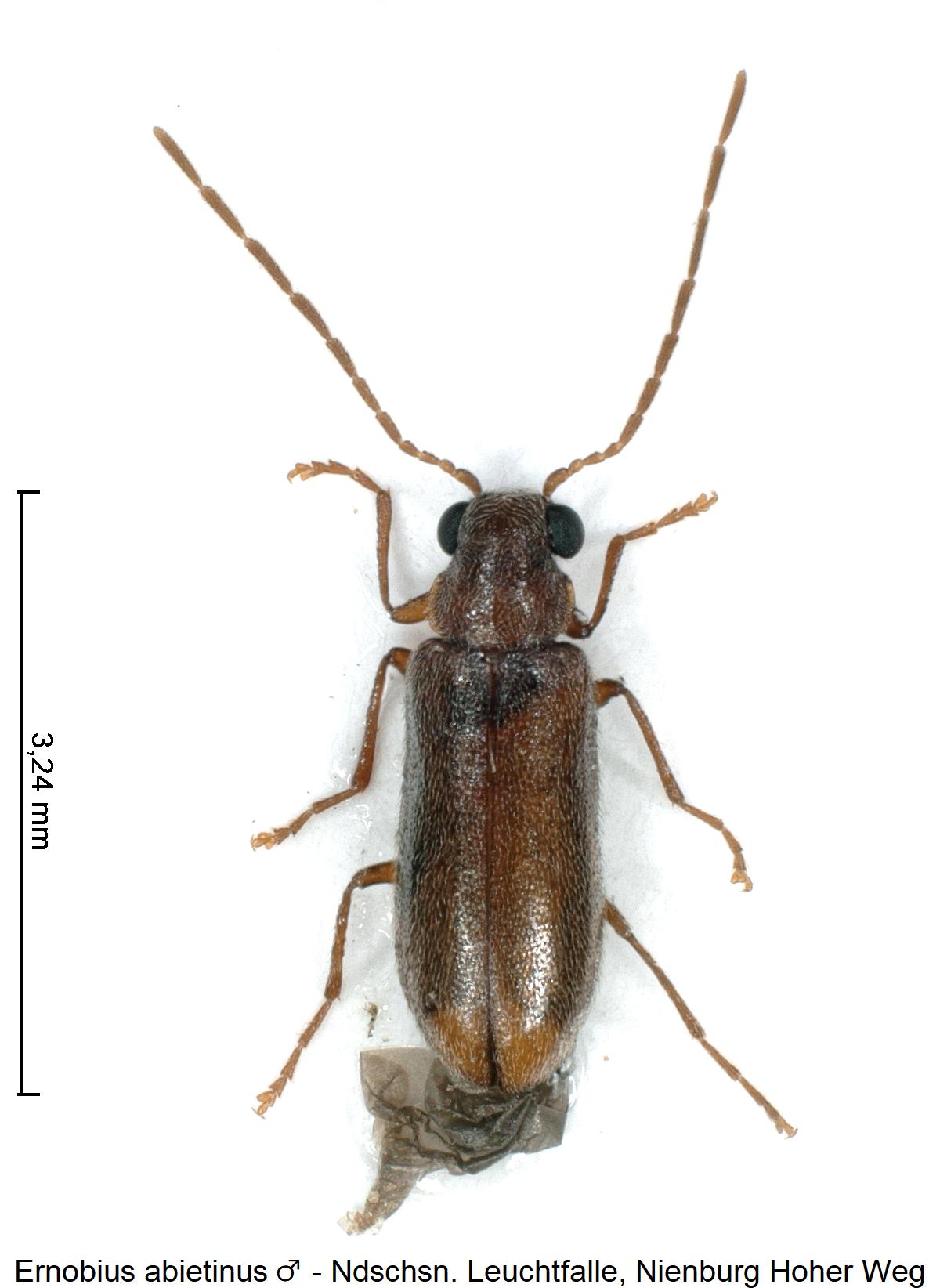 ernobius_abietinus_m_hab.jpg