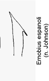 ernobius_espanoli.gif