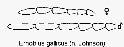 ernobius_gallicus_f.gif