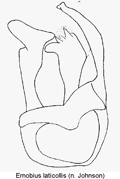 ernobius_laticollis1.gif