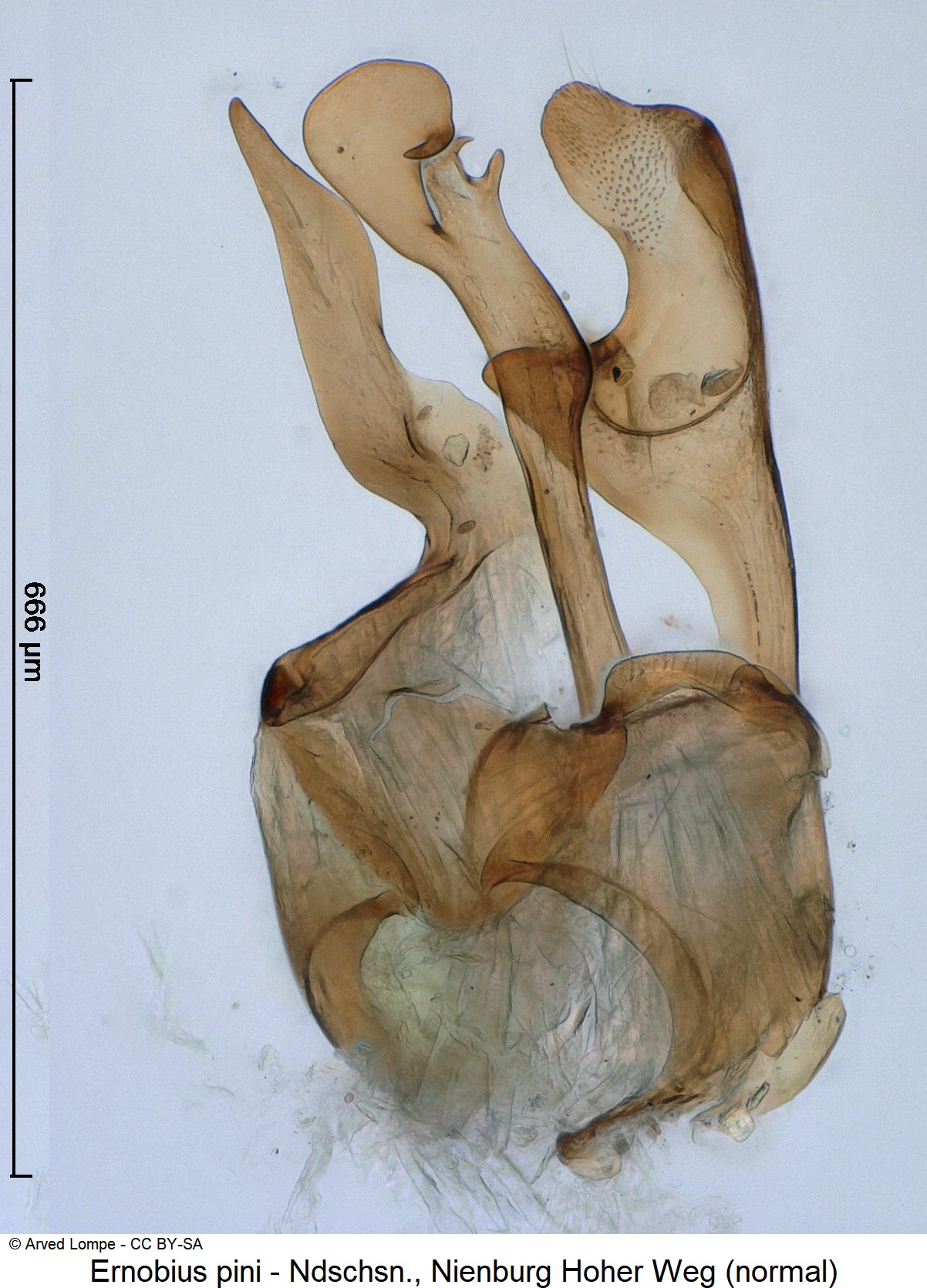 ernobius_pini_ck22416.jpg