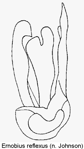 ernobius_reflexus.gif