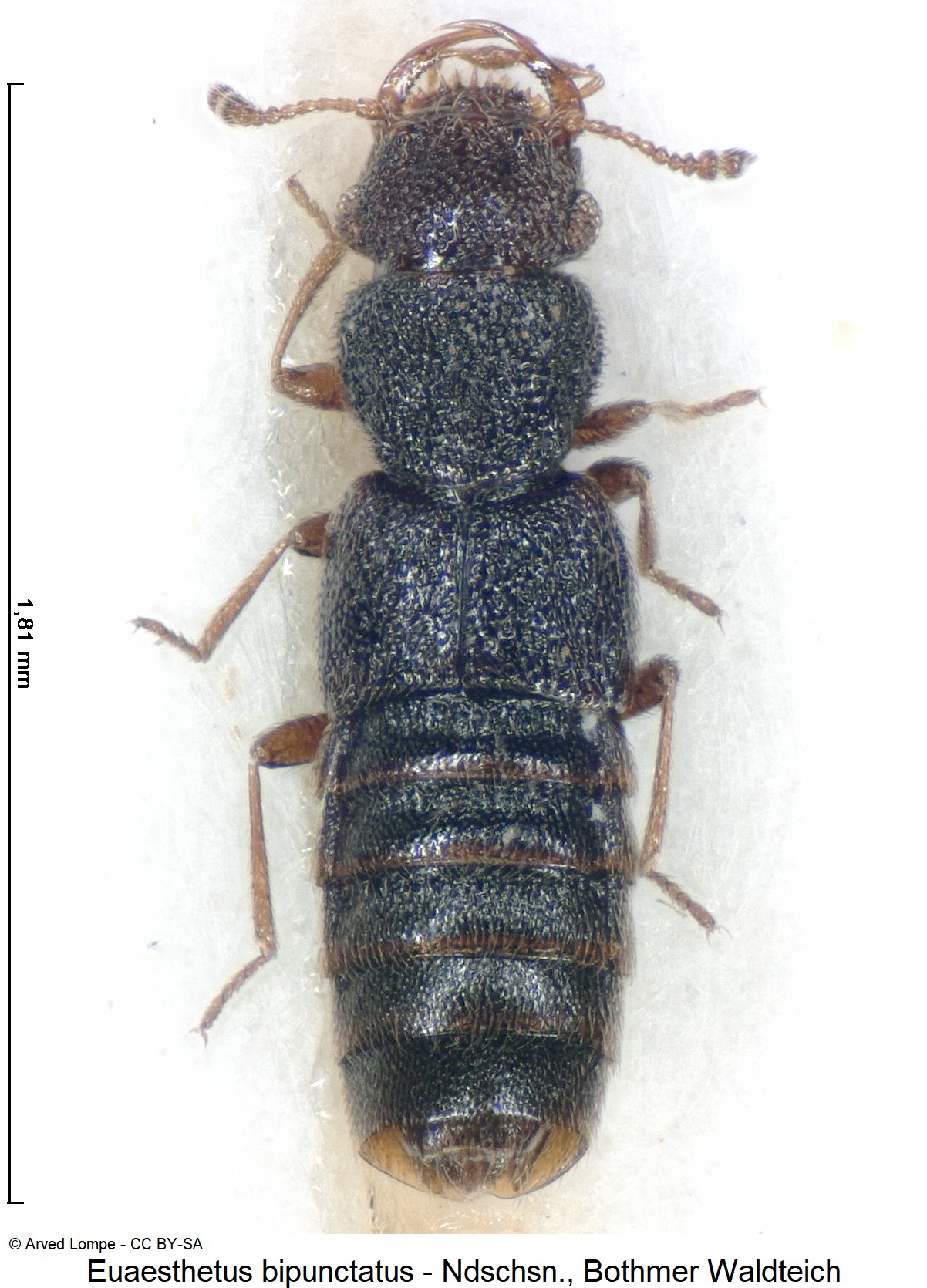 euaesthetus_bipunctatus_ck16501_hab.jpg