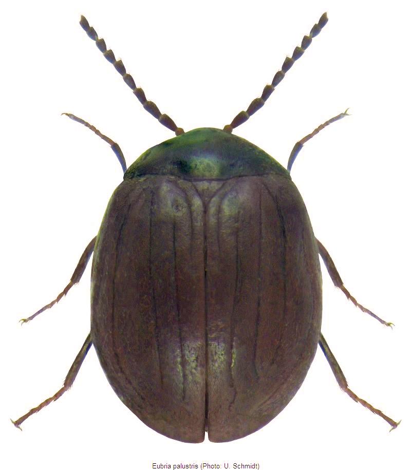 eubria_palustris_hab.jpg