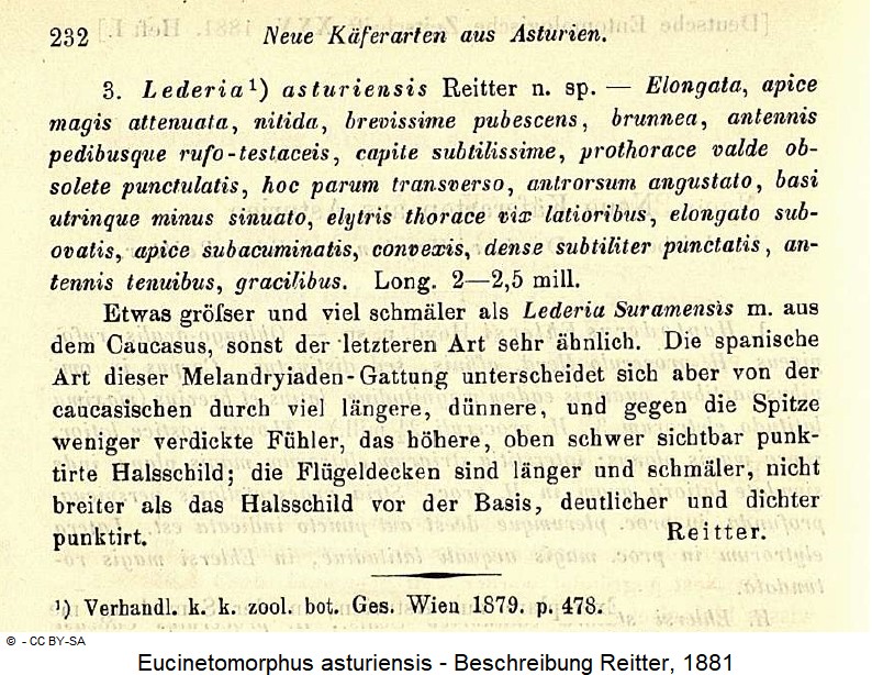 eucinetomorphus_asturiensis_beschreibung.jpg