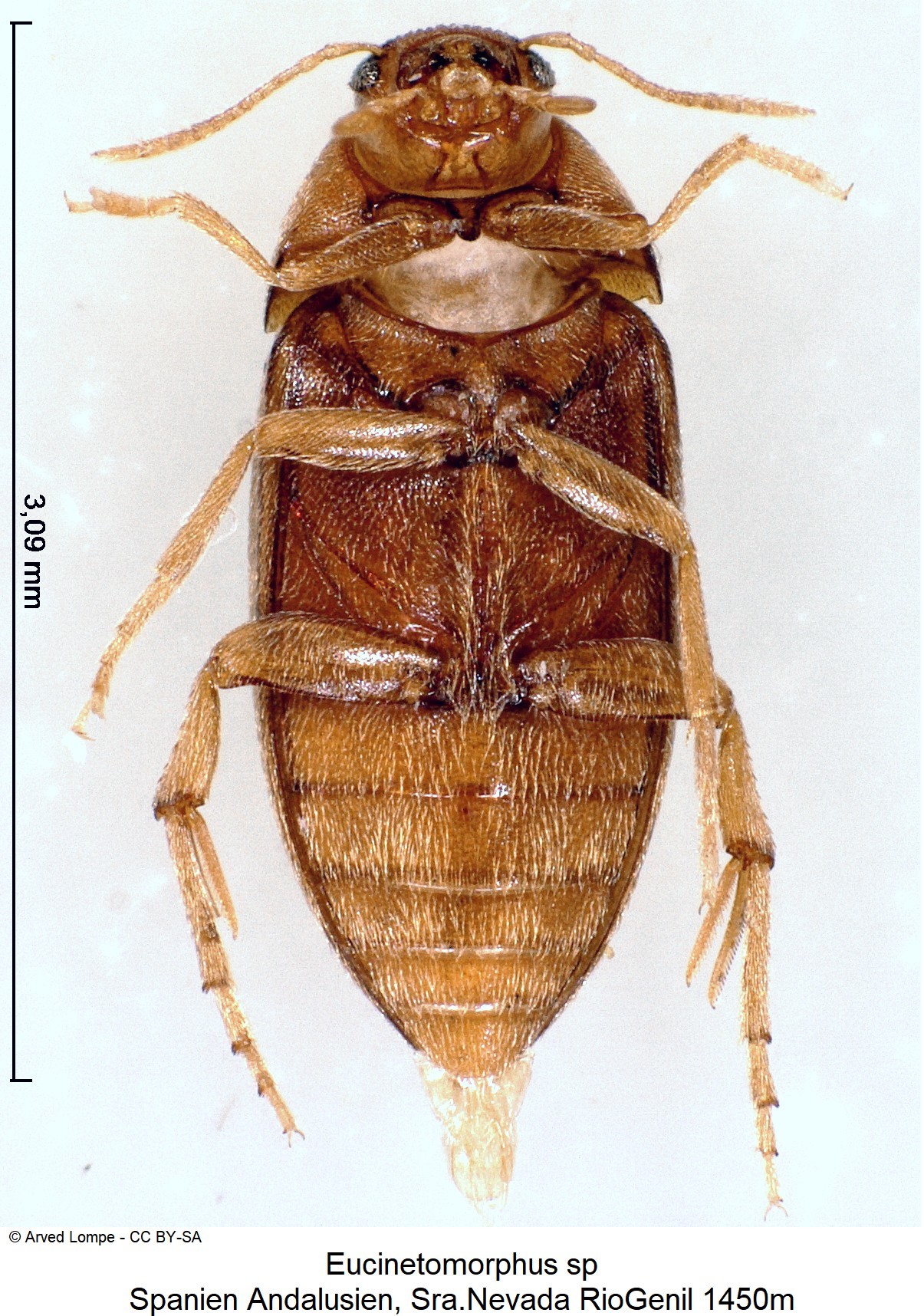 eucinetomorphus_sp-nevada_us.jpg