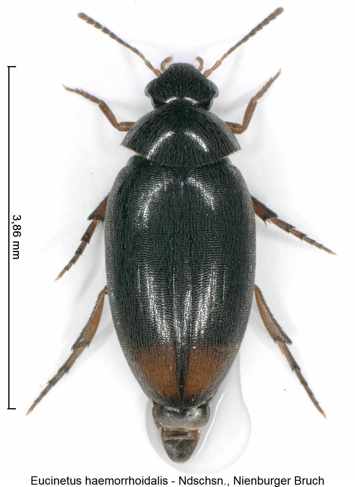 eucinetus_haemorrhoidalis_hab1.jpg
