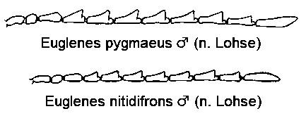 euglenes_fuehler_m_vgl.gif