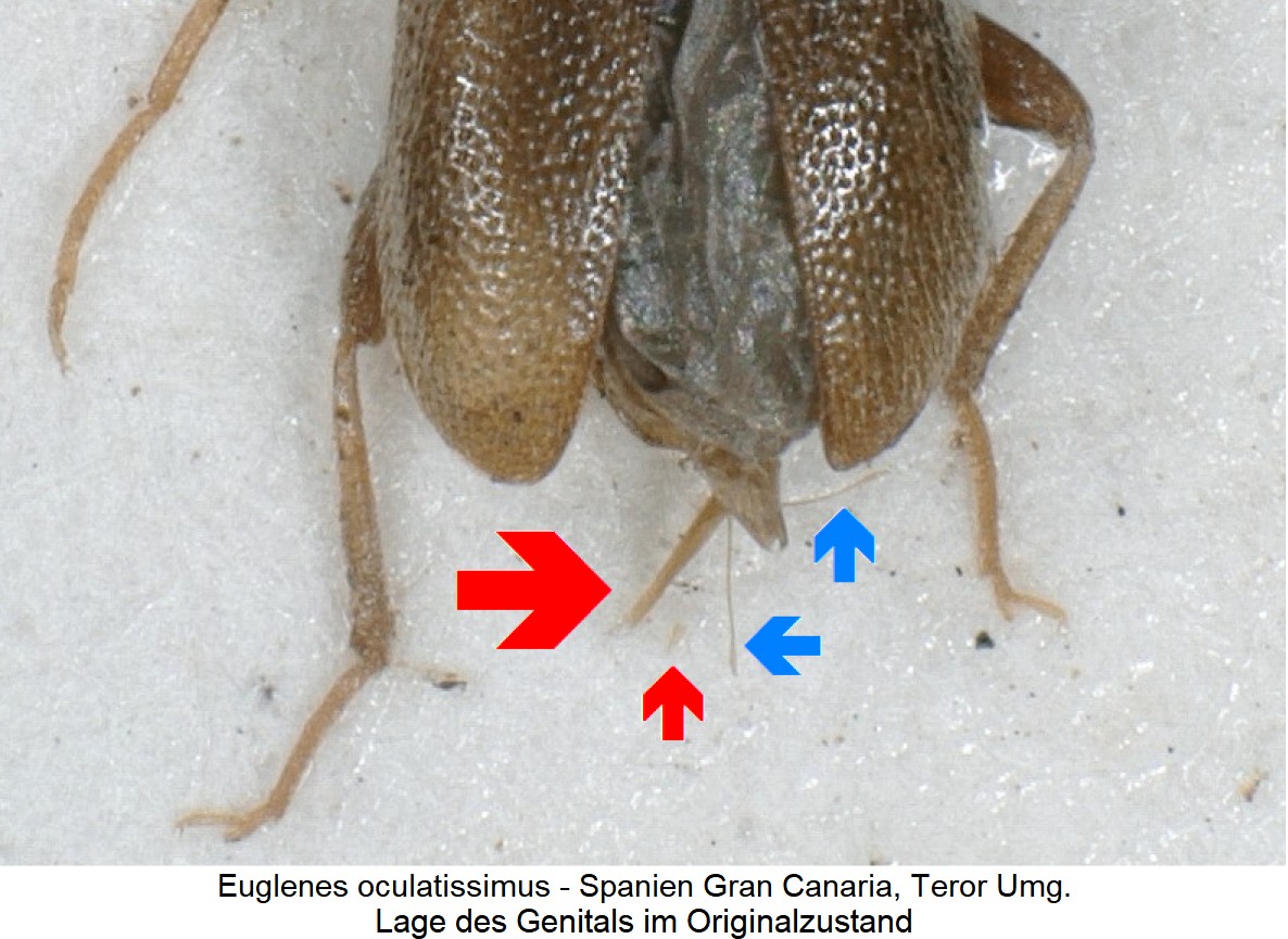 euglenes_oculatissimus_detail.jpg