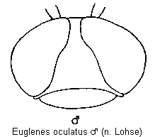euglenes_oculatus_k.gif