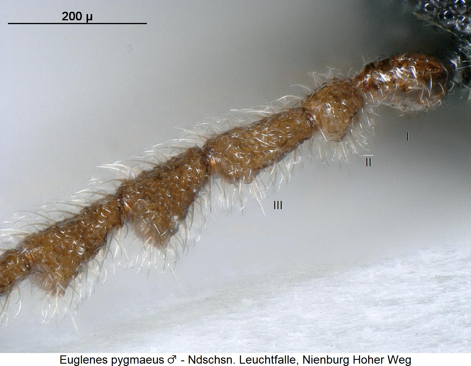 euglenes_pygmaeus_m_f.jpg