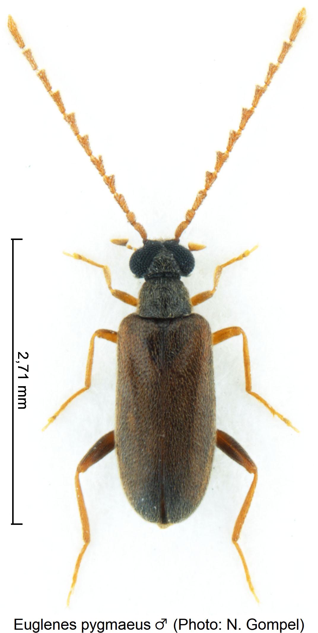 euglenes_pygmaeus_m_hab1.jpg