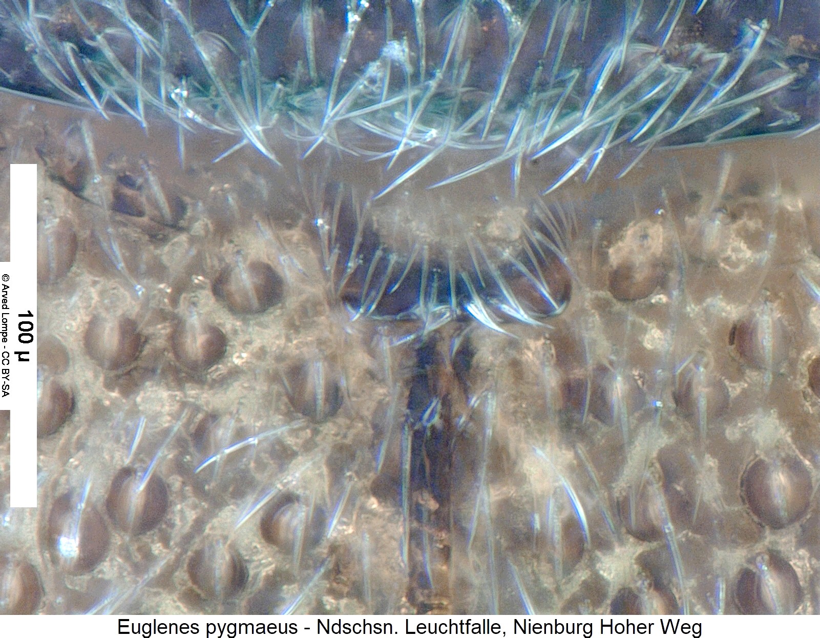 euglenes_pygmaeus_scut.jpg