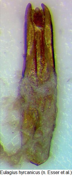 eulagius_hyrcanicus.jpg