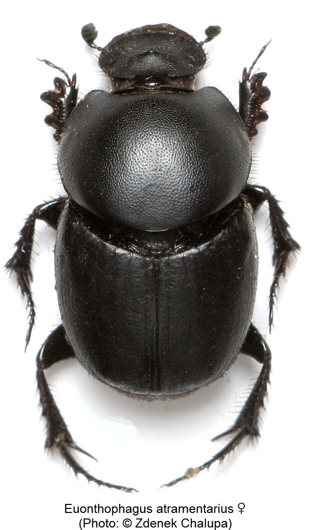 euonthophagus_atramentarius_hab.jpg