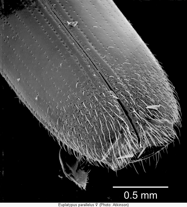 euplatypus_parallelus_w_fld.gif