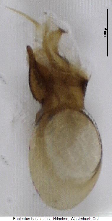 euplectus_bescidicus.jpg