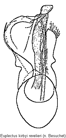 euplectus_revelieri.gif