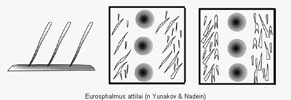 eurosphalmus_attilai_fld.gif