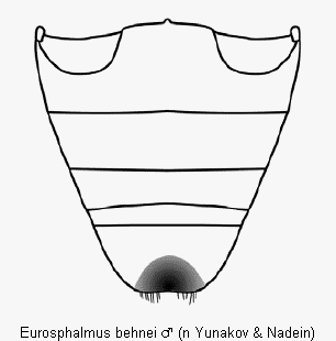 eurosphalmus_behnei_abd.gif