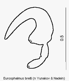 eurosphalmus_breiti_sperm.gif