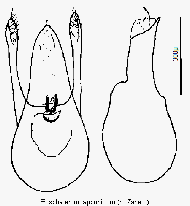 eusphalerum_lapponicum.gif