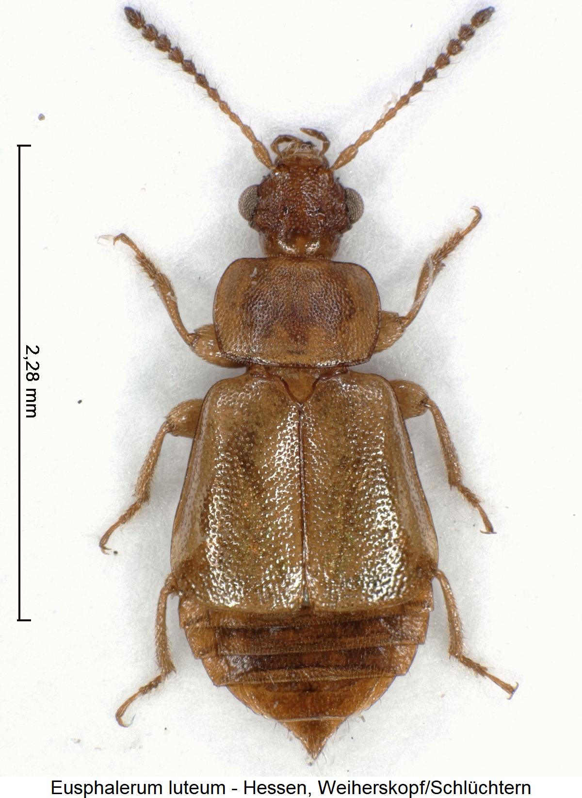 eusphalerum_luteum_hab.jpg