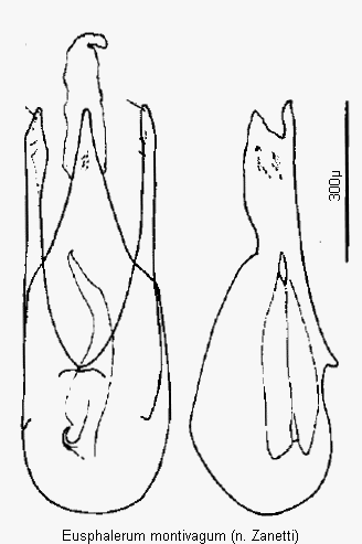eusphalerum_montivagum1.gif