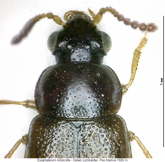 eusphalerum_nitidicolle_vk.jpg