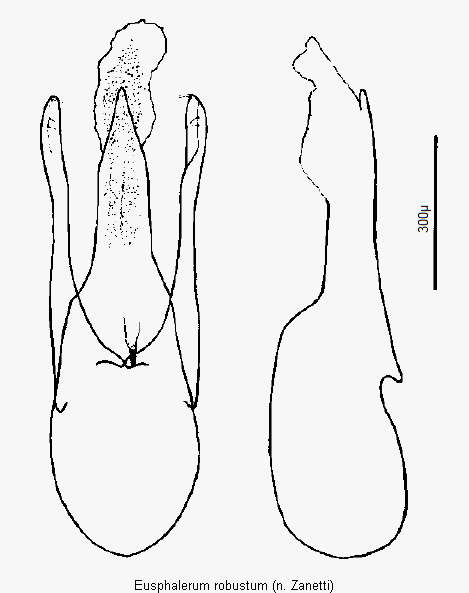 eusphalerum_robustum.gif