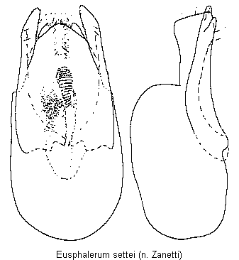 eusphalerum_settei.gif