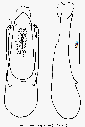 eusphalerum_signatum.gif