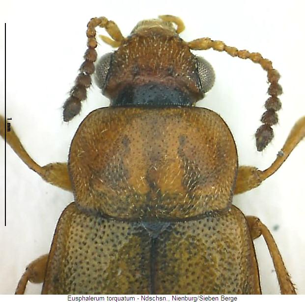 eusphalerum_torquatum_vk.jpg