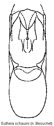 eutheia_schaumi.gif