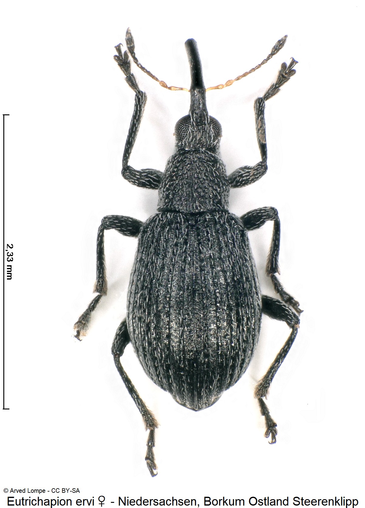 eutrichapion_ervi_w_ck33140721_hab.jpg
