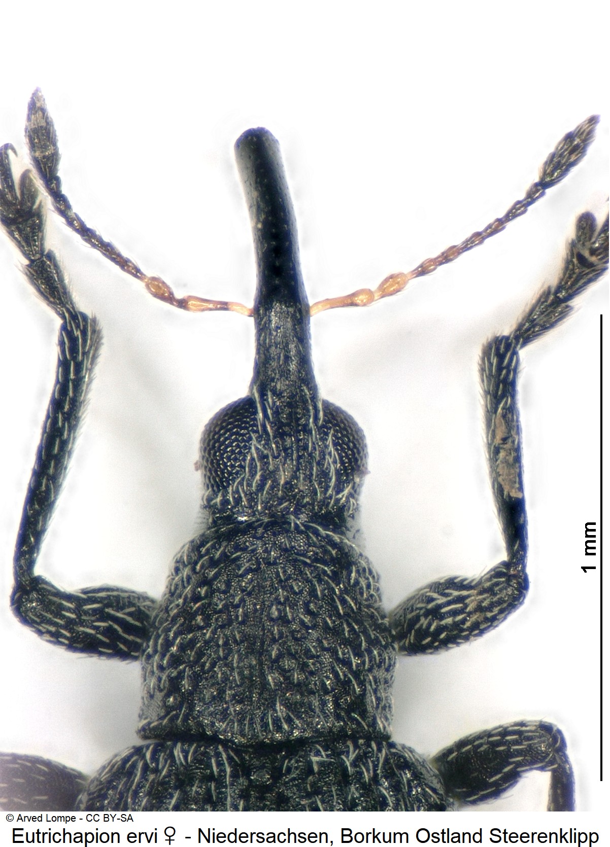 eutrichapion_ervi_w_ck33140721_vk.jpg