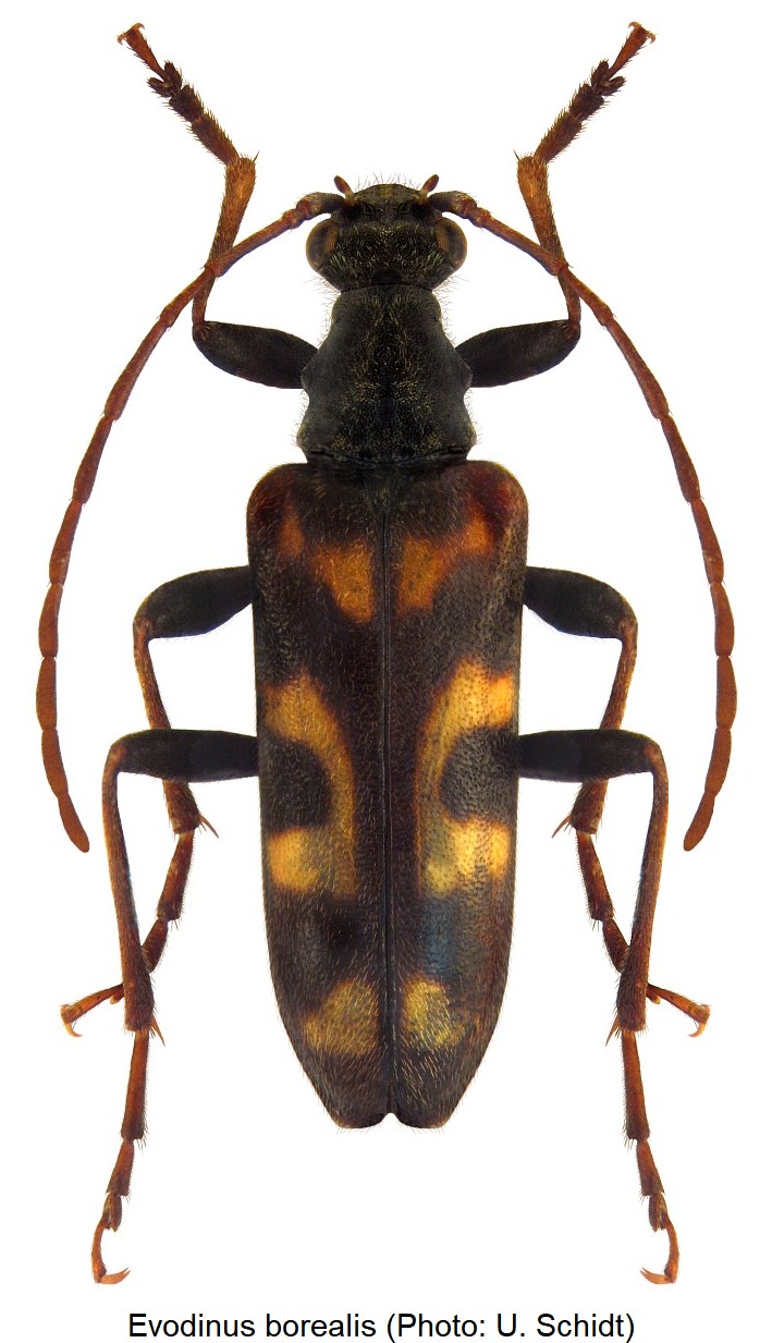 evodinus_borealis_hab.jpg