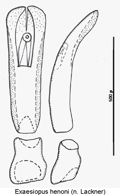 exaesiopus_henoni.gif