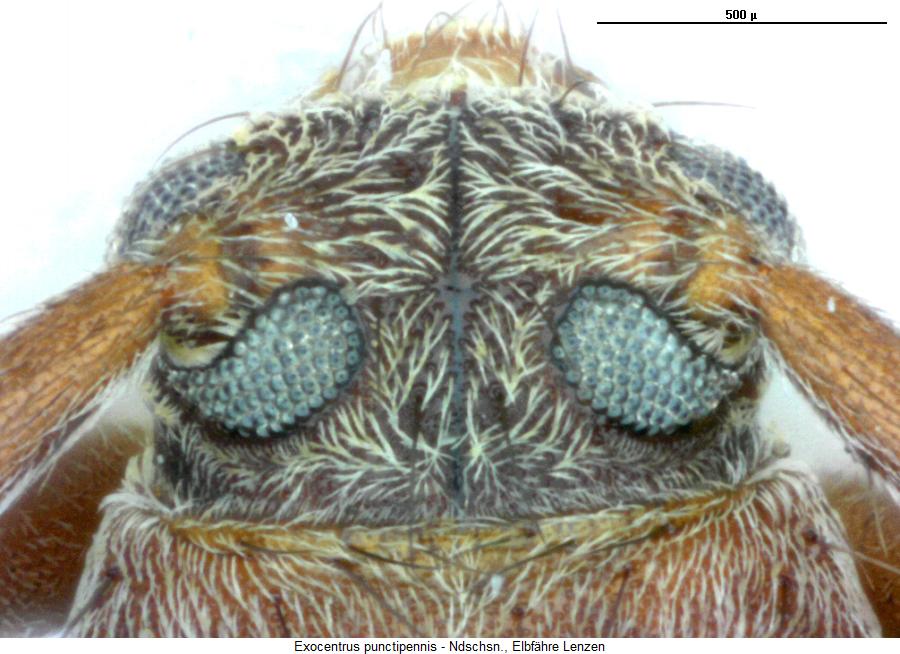 exocentrus_punctipennis_k.jpg