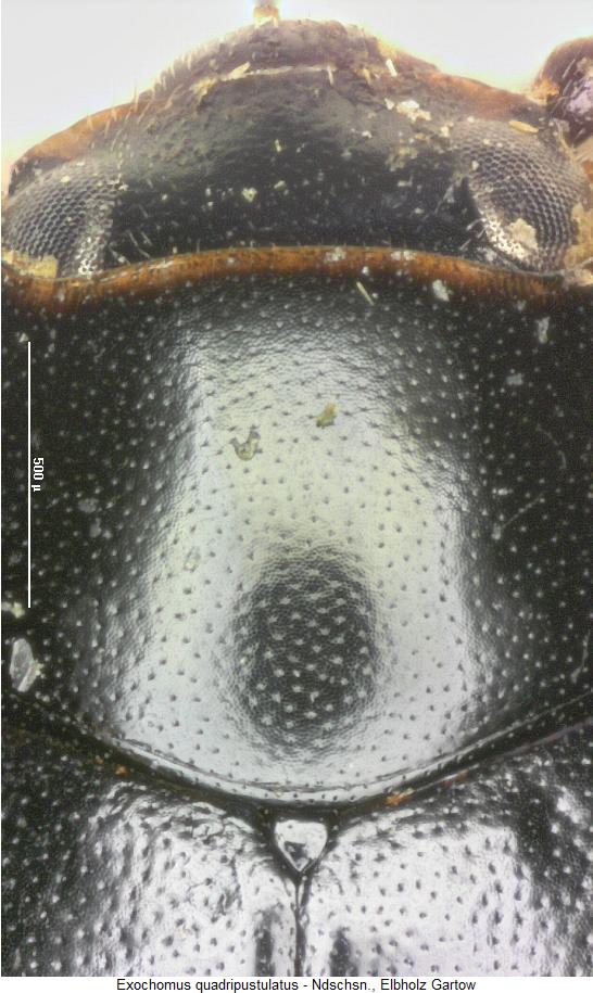exochomus_quadripustulatus_hsch.jpg