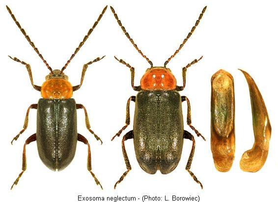 exosoma_neglectum_hab.jpg