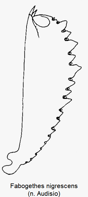 fabogethes_nigrescens_vschn.gif