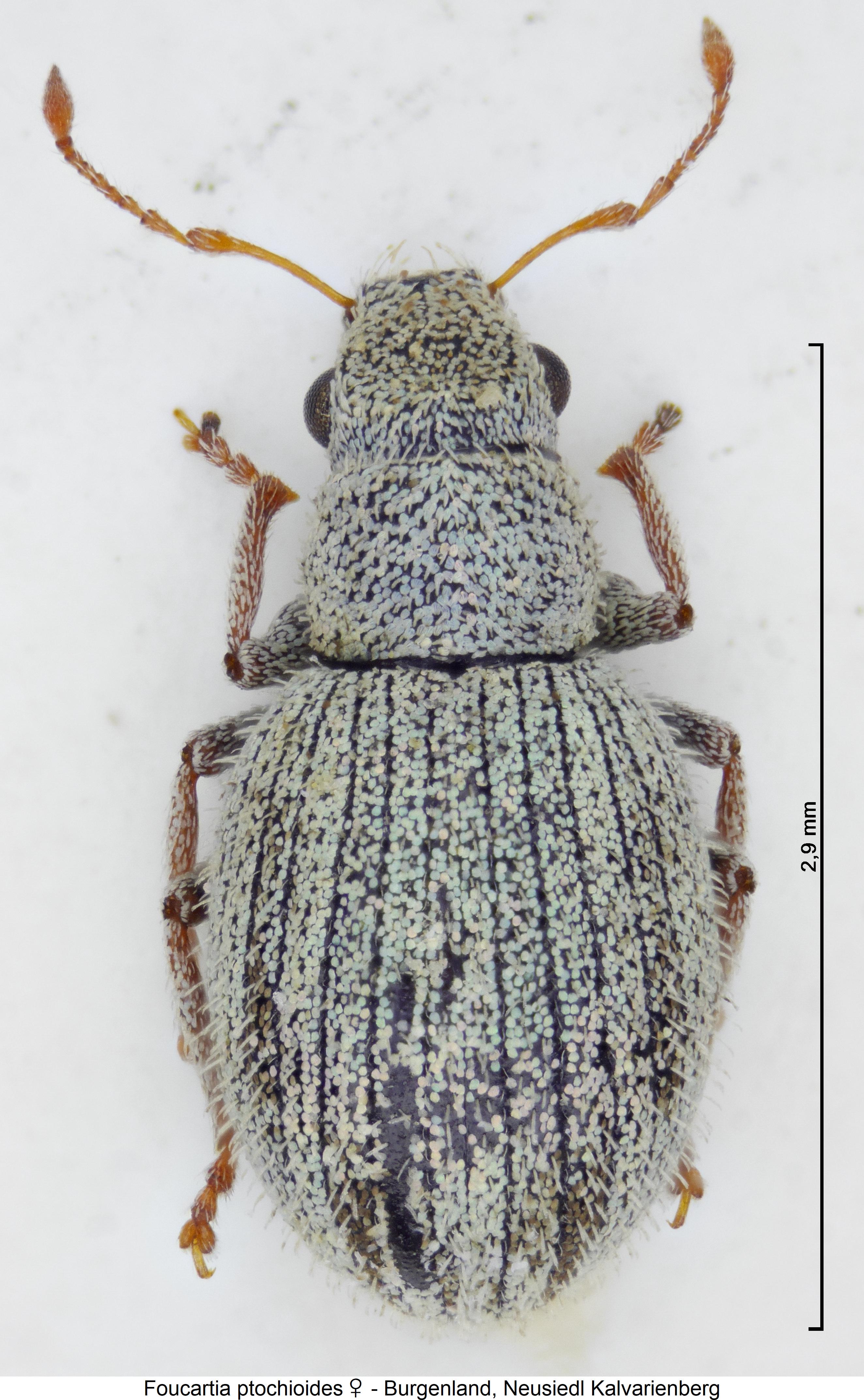 foucartia_ptochioides_hab.jpg