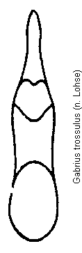 gabrius_trossulus.gif
