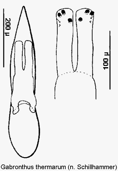 gabronthus_thermarum.gif