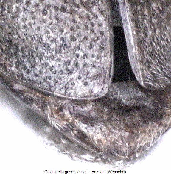 galerucella_grisescens_fld.jpg